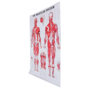 Диаграма на човешката мускулна система Анатомична система Плакат Диаграма на тялото Плакат